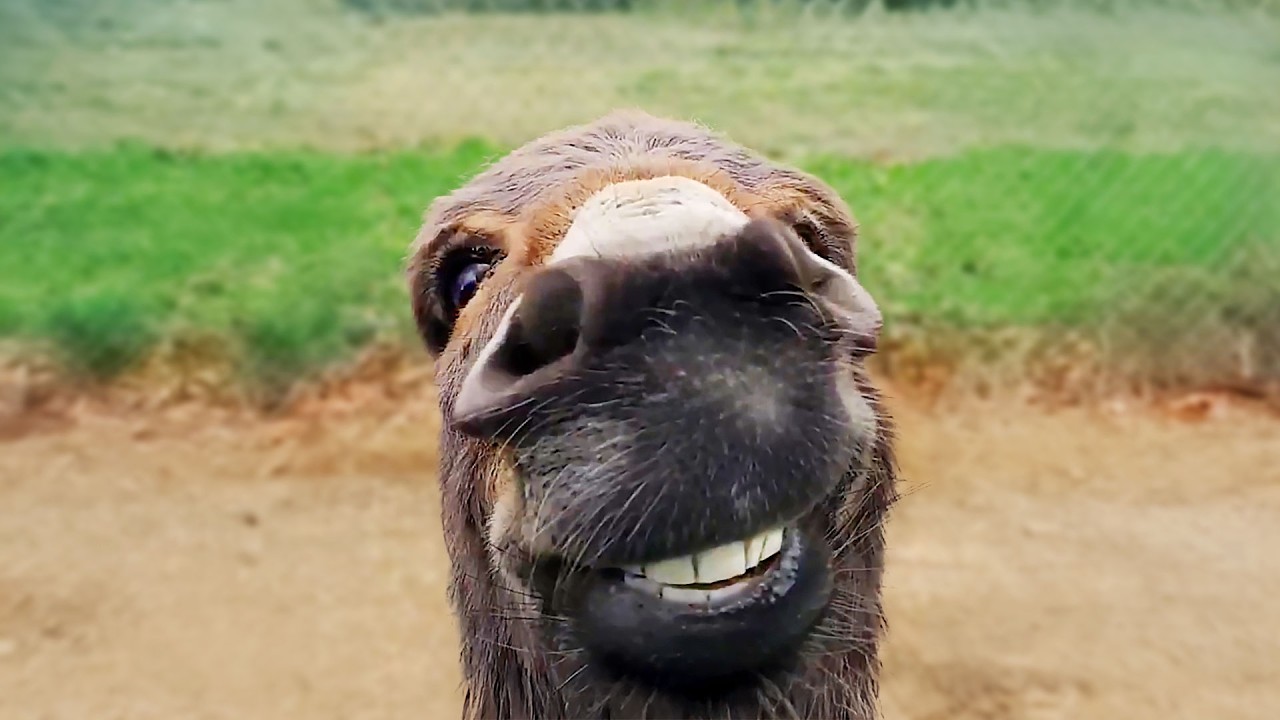 Hilarious Animal Videos Part 2 🐾