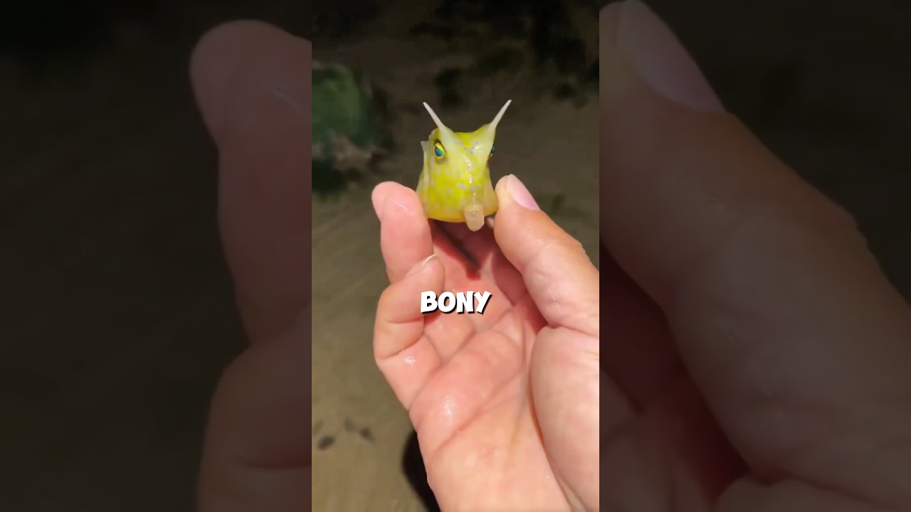 Video of a box fish is going viral #shorts #Fish #Viral