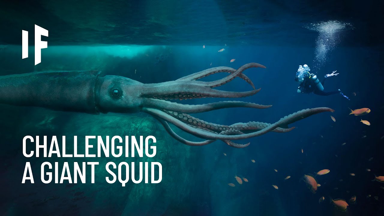 What If You Were Attacked by a Giant Squid?
