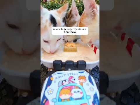 Feeding Stray Cats with a Hidden Camera #cats #cuteanimals #straycats #feeding #hiddencamera #funny