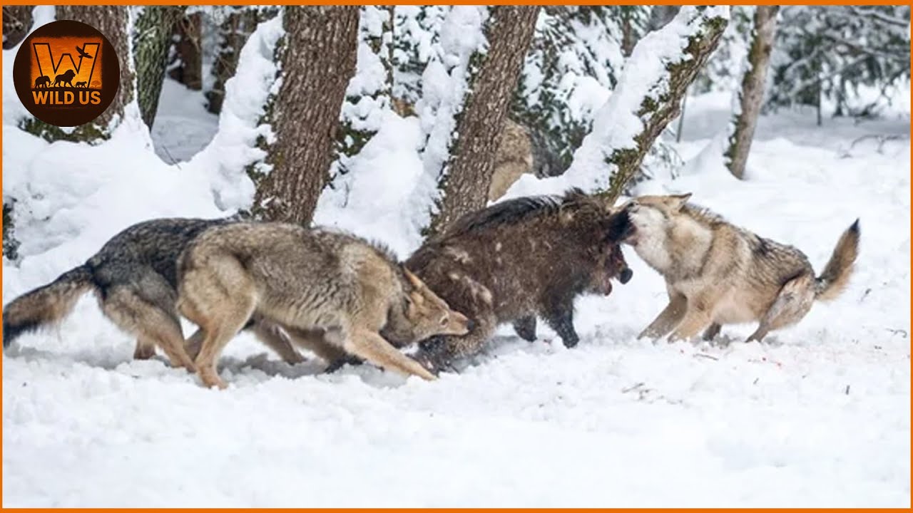 Most Terrifying Wolf Attacks Caught on Record πΊ