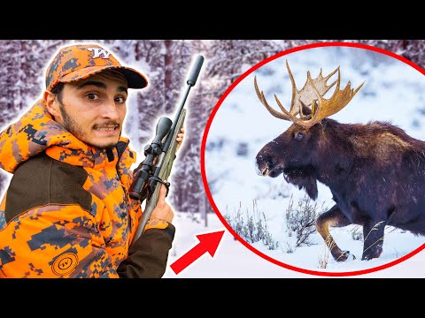 Je Chasse l'Élan en Finlande : l'Animal Géant et Sauvage du Grand Nord !