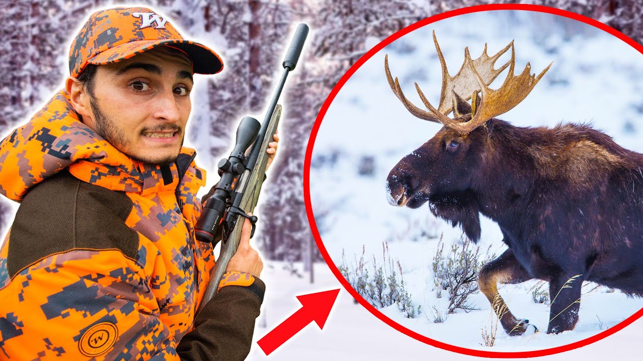 Chasse à l'Élan en Finlande : Découvrez le Grand Nord Sauvage 🦌