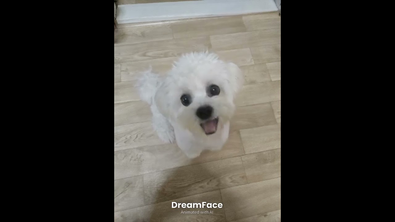 꼬순이 강아지 아파트 챌린지 🐶