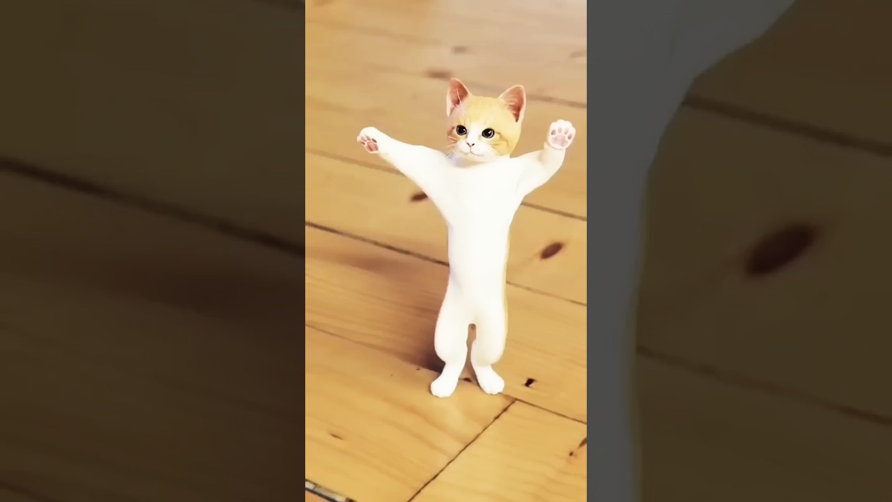 Chunni Mai: Adorable Cat Dance to Celebrate New Year 🎉