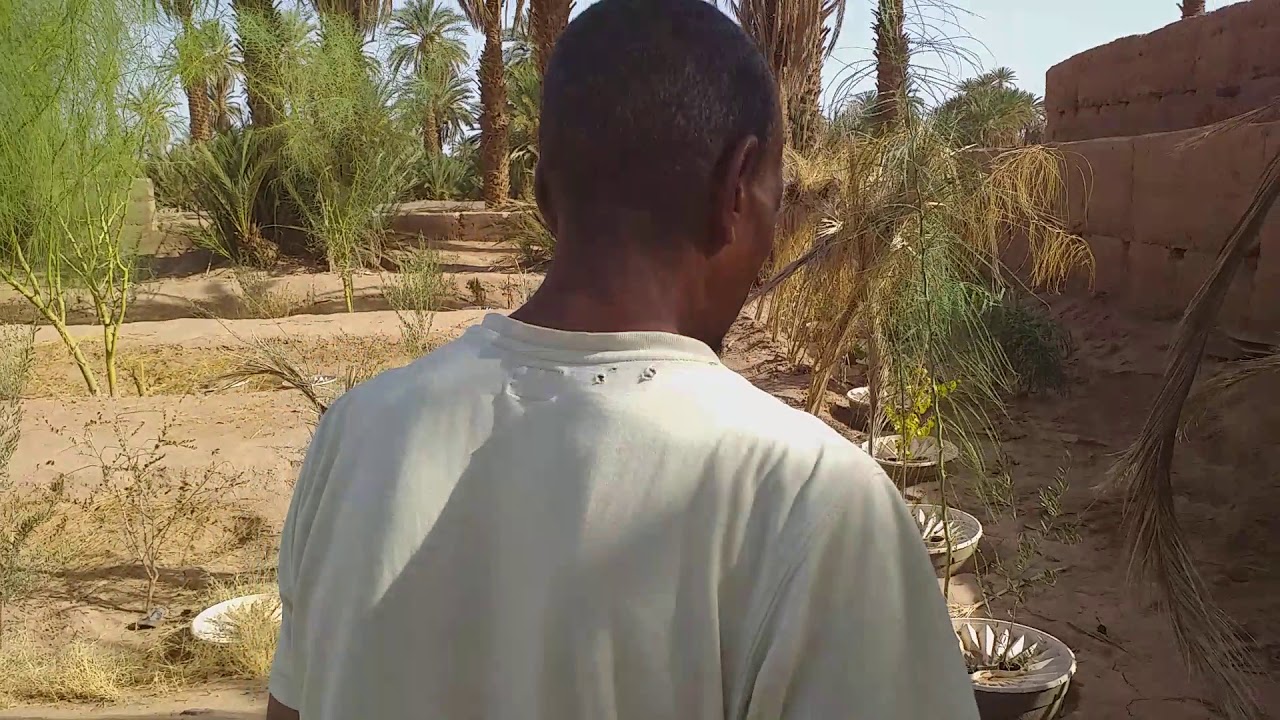Oasis de Mhamid : Projet de plantation d'arbres 🌱