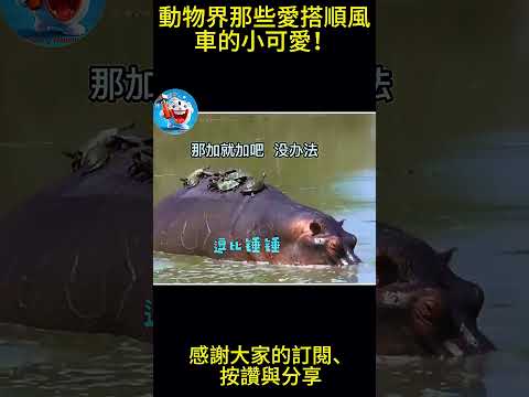 搞笑動物系列第829集  動物界那些愛搭順風車的小可愛！ #搞笑 #黑熊 #主人 #搞笑 #黑熊 #主人 #pets #黃狗 #animals #黃狗 #老友狗狗 #funny #大象#小象