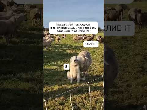 Не забываем, что в выходные работать нельзя! 😁 #выходной #работа #рабочиебудни #собака #смешно
