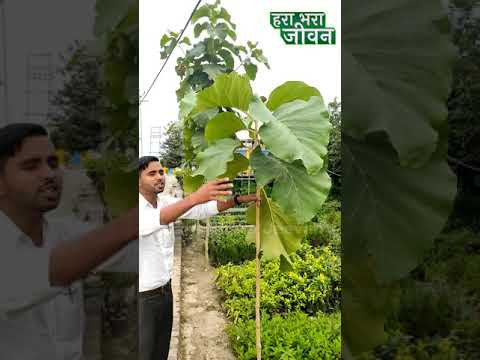 दुनिया की महंगी लकड़ी देने वाला पौधा सागवान 5 साल में तैयार जरूर उगाए #shorts #harabharajeevan