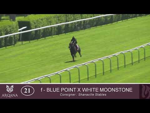 2024 Breeze Up - Lot 21 f. BLUE POINT x WHITE MOONSTONE