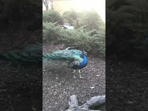 Suara Burung Merak yang Menakjubkan 🦚