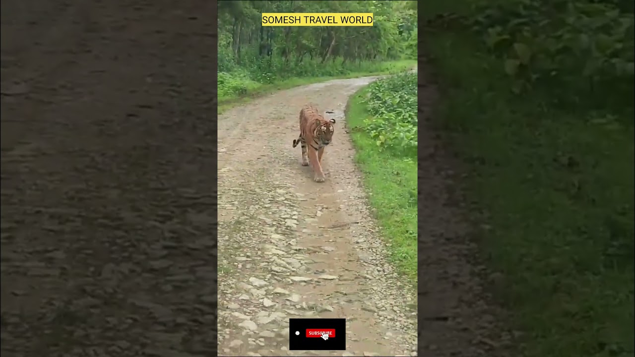 Tiger Sightings in Kabini & Nagarhole π