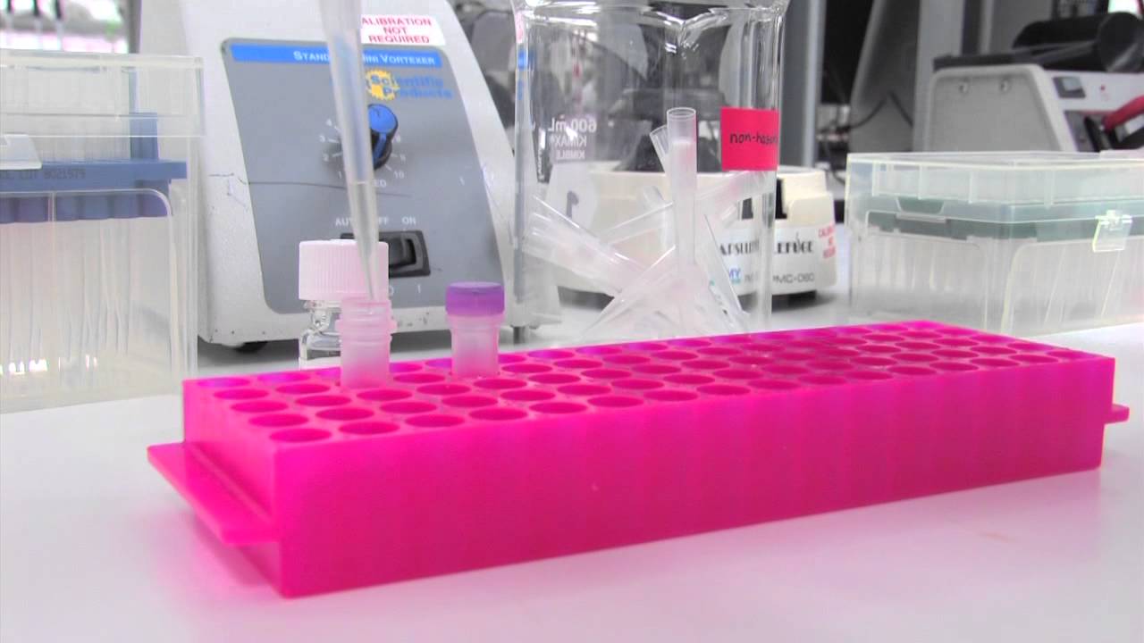 Guide to Competent Cell Transformation 🧪