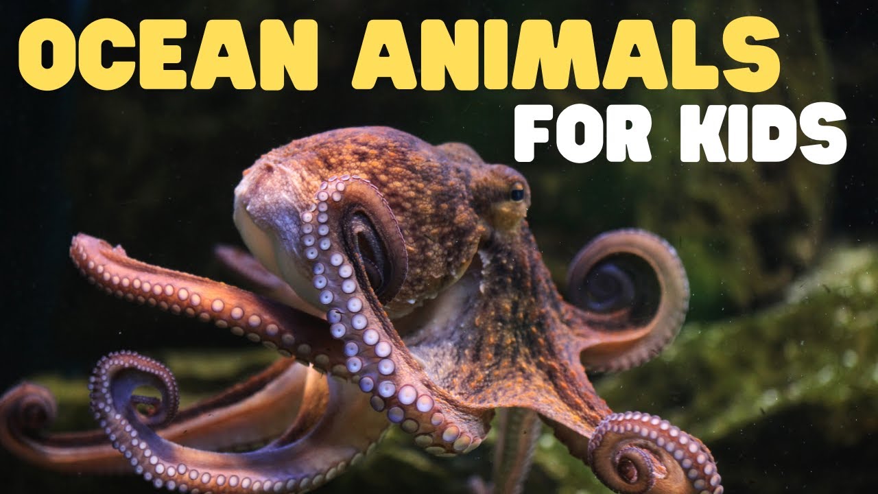 Ocean Animals for Kids 🐠 Learn About Marine Life