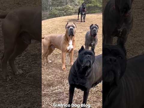 WHAT WOULD YOU DO IF THIS WERE YOU?😅😅#canecorso #corso #mastiff #guarddogs #bigdogs