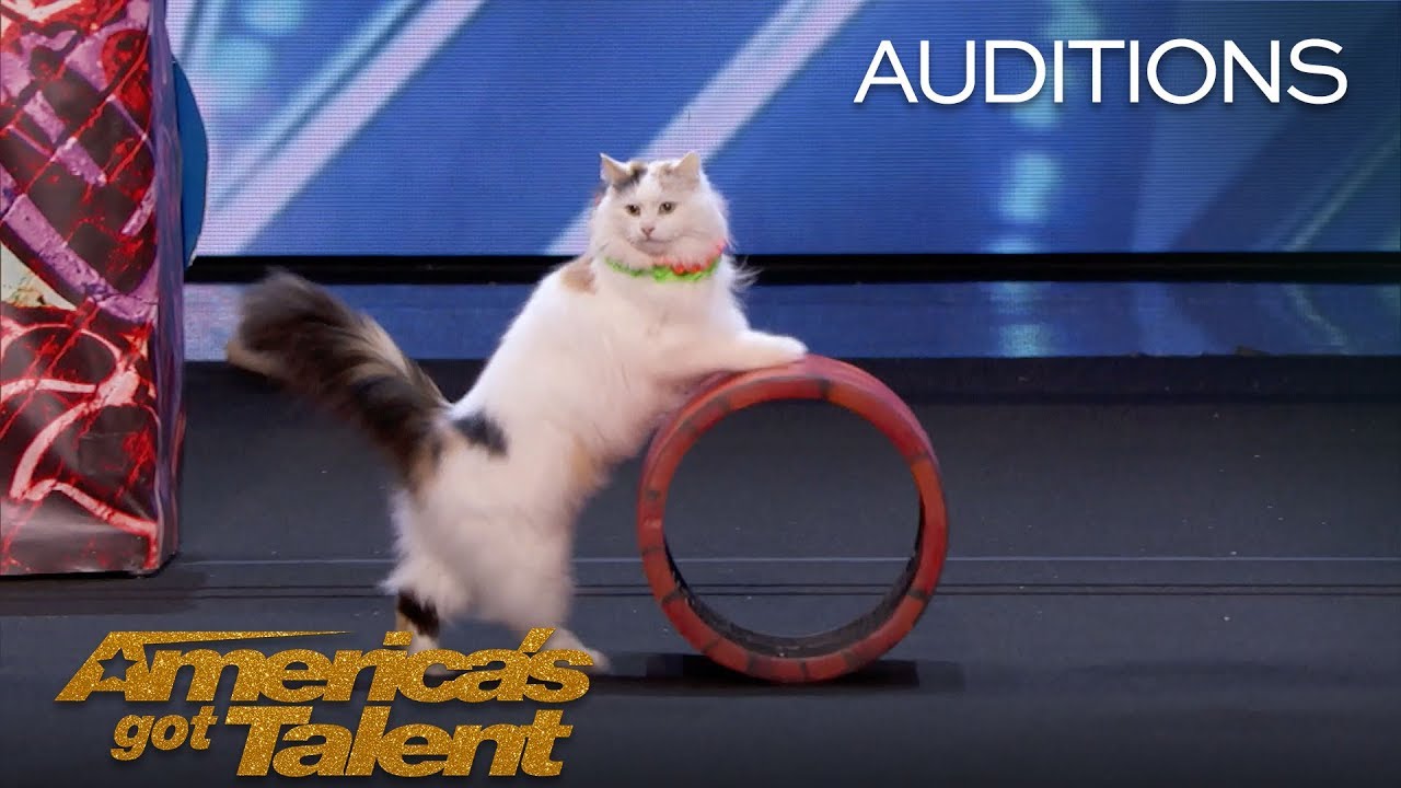 Savitsky Cats Amaze on America's Got Talent 🐱