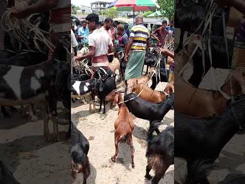 যশোর-ঝিকরগাছার ছাগলের বাজার পর্ব 25 ||  #whitegoat #goatbreeds #goats #beautifullgoats #goattypes