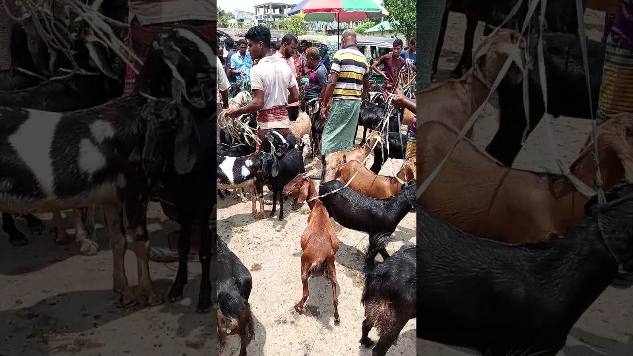 যশোর-ঝিকরগাছার ছাগলের বাজার পর্ব 25 🐐 | বিভিন্ন ছাগলের প্রজাতি ও মূল্য