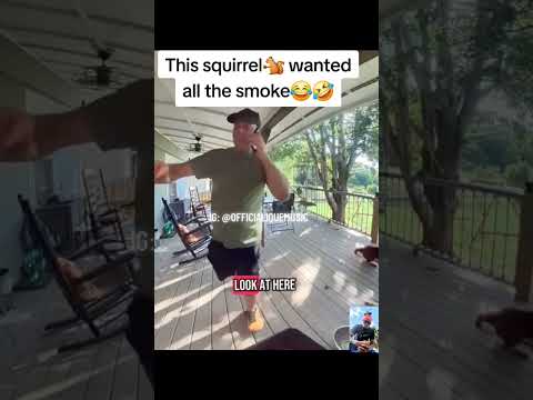 even the #dog got it๐๐คฃ๐ #funny #viral #shorts #squirrel #squirrels #turkey #istanbul #gohard #ique