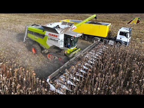 Sonnenblumen Ernte 2025 Mähdrescher CLAAS Lexion 7700 & LKW Lohnunternehmen Westhoff Landwirtschaft