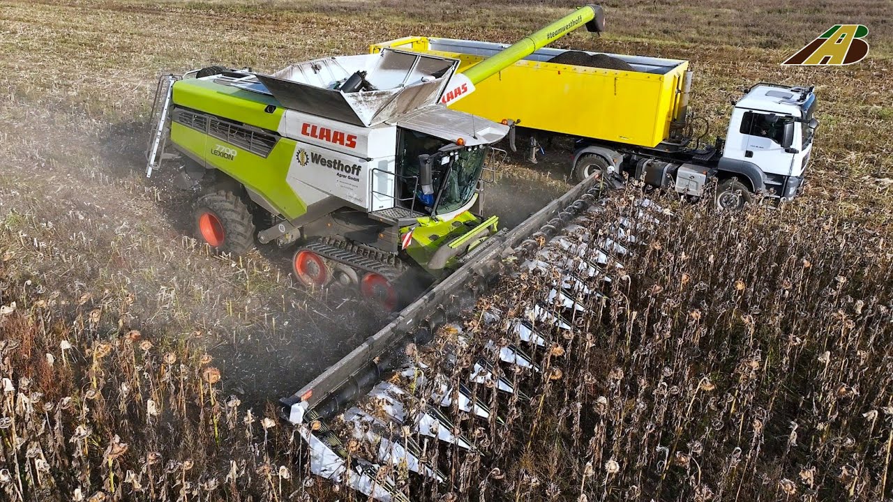 Ernte 2025: Sonnenblumen mit CLAAS Lexion 7700 & LKW bei Westhoff đ»