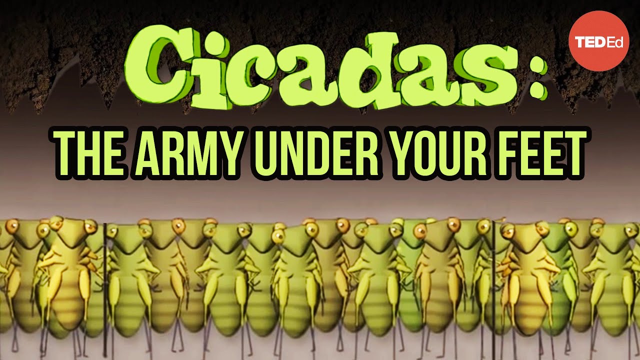 Cicadas: The Hidden Army Beneath Our Feet 🦗
