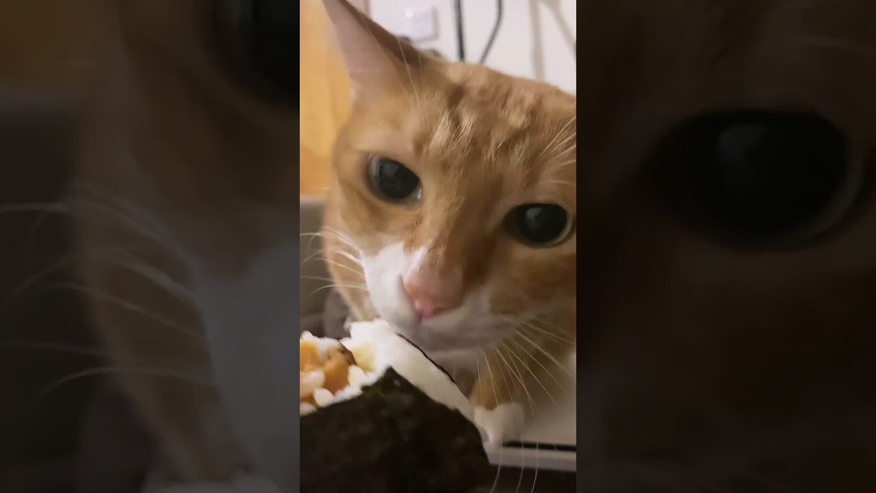 Create a Buzzworthy Cat Food Recipe 🐱