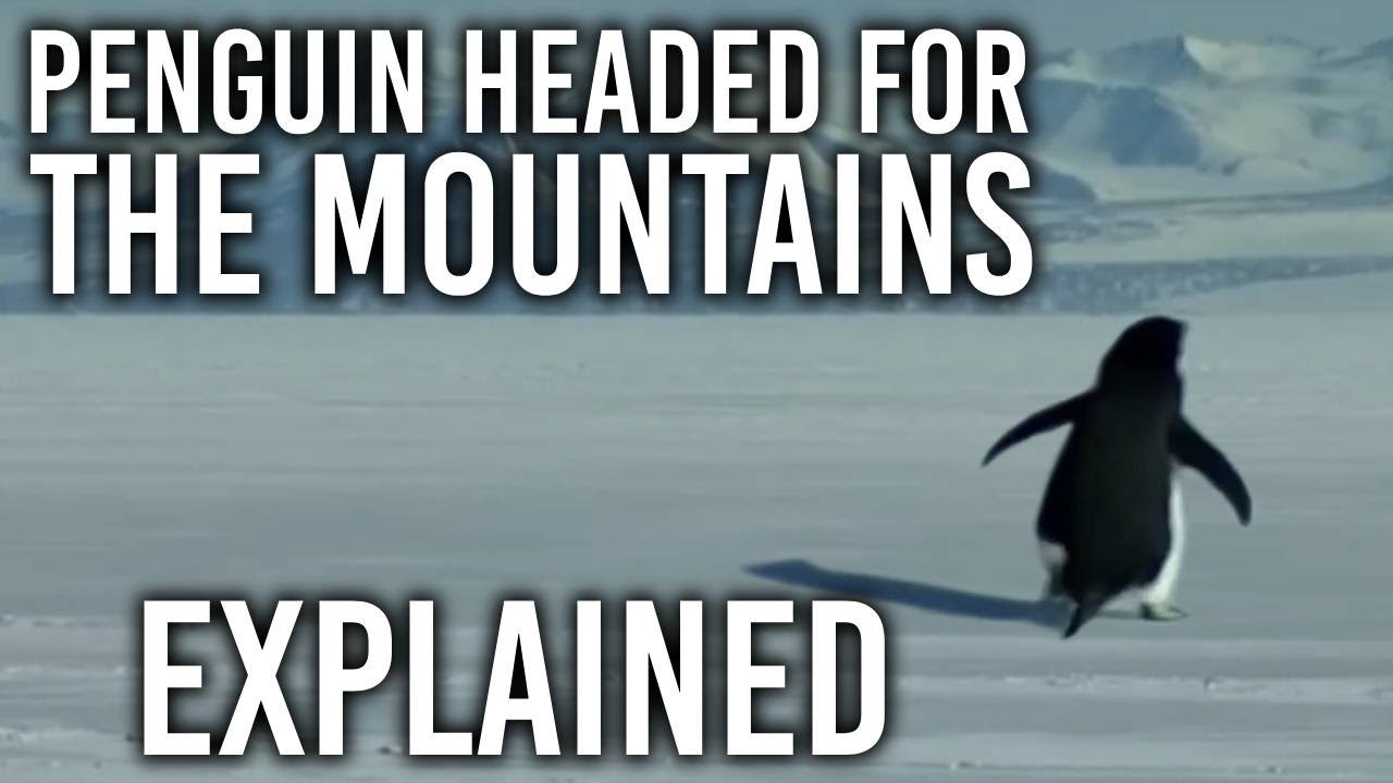 Penguin's Mountain Journey Explained 🐧