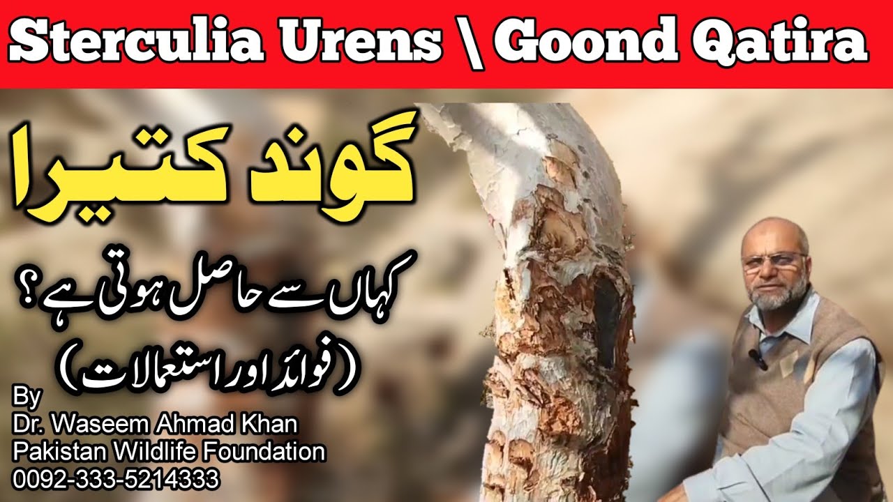 Benefits of Gond Katira | How It's Extracted 🌱
