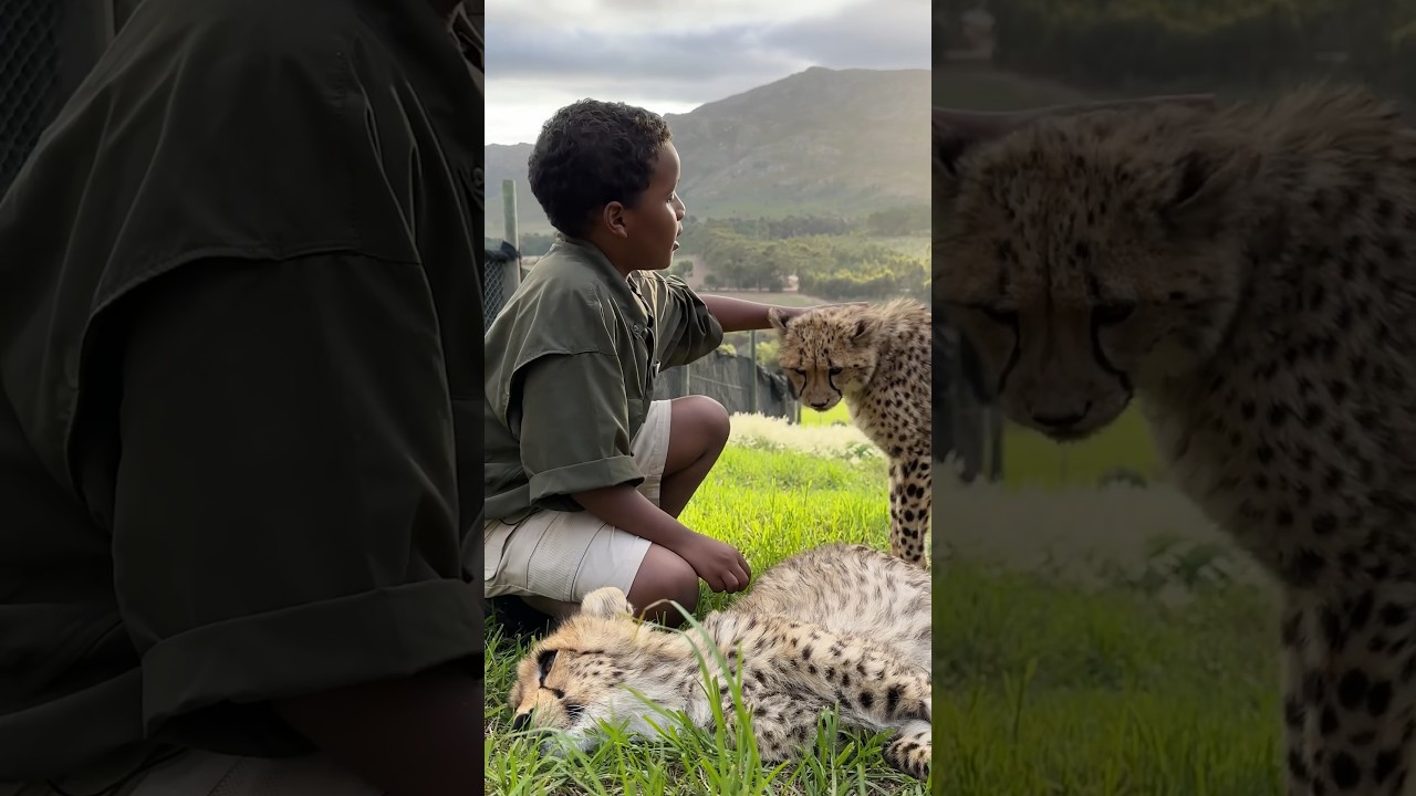 Would You Pet a Cheetah in Africa? π