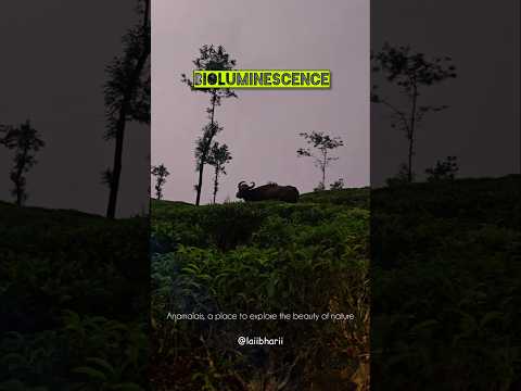 BIOLUMINESCENCE - #mustsee #expereince #jungle #bestkeptsecrets