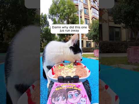 Feeding Stray Cats with an RC Car #cats #rccar #cuteanimals #straycats #feeding #hiddencamera #funny