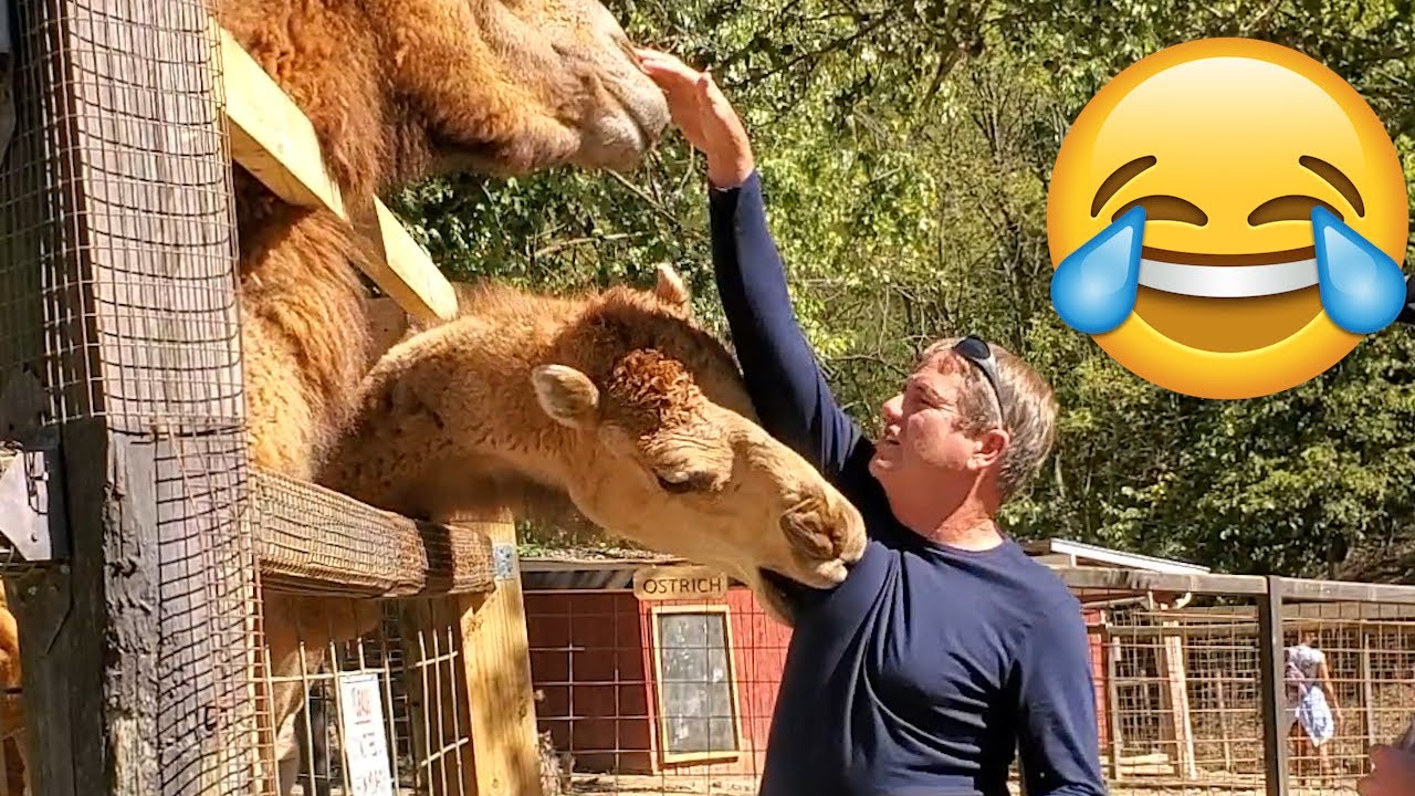 Unexpected Animal Attacks on Humans - Funny Animal Moments Compilation || PETASTIC 🐾