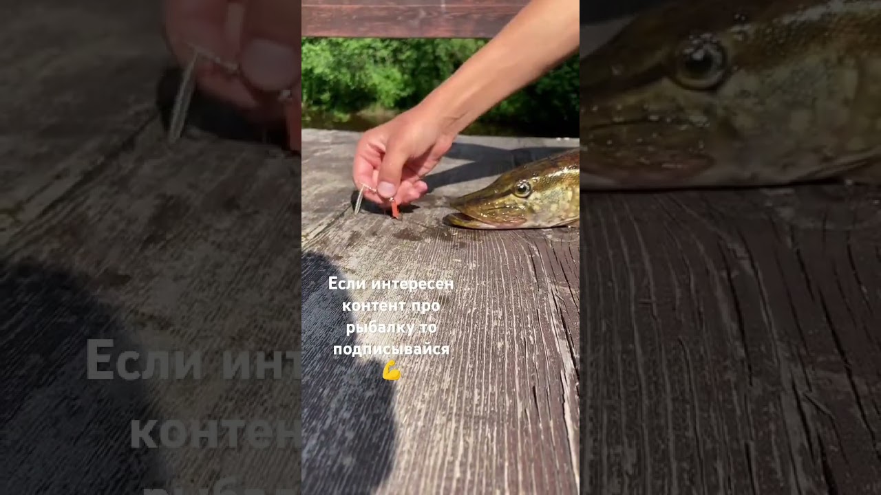 Carpfishing & Freshwater Fish 🐟