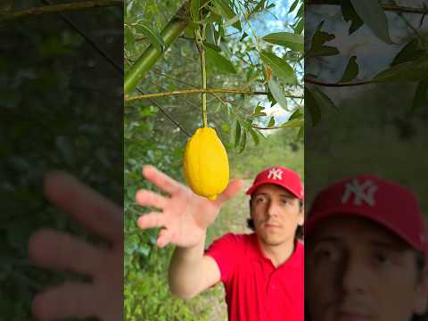 ✅ The guy made a Lifehack for Survival in the wild 🌳🍋 #survival #camping #outdoors #bushcraft
