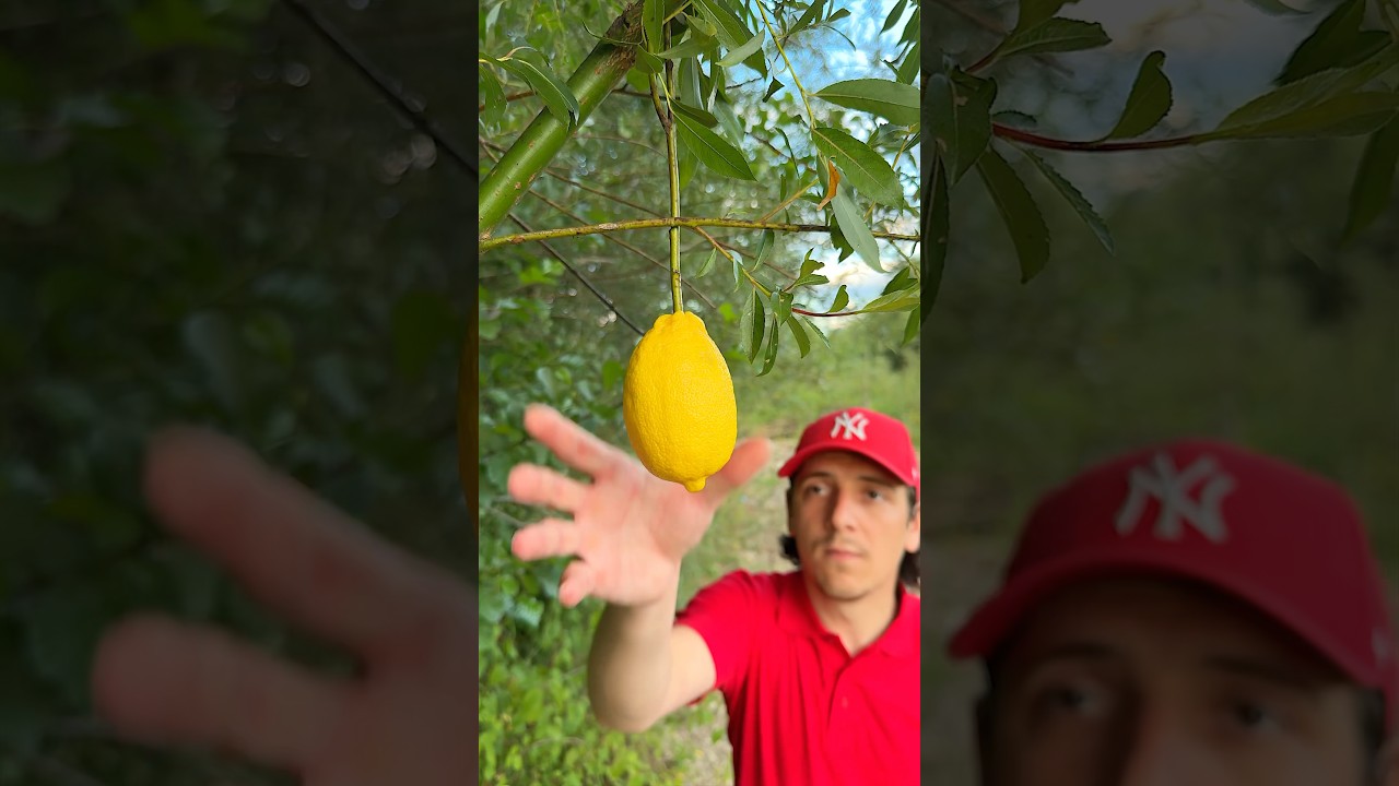 Wild Survival Lifehack ๐ณ๐