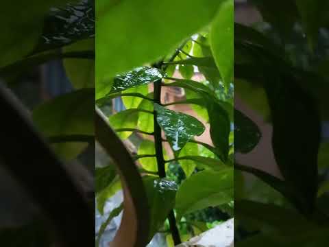 "এমন দিনে তারে বলা যায়..."