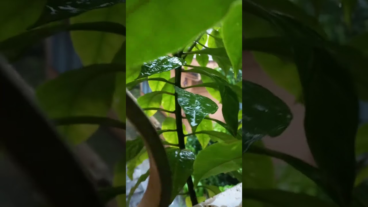 এমন দিনে তারে বলা যায়... 💌