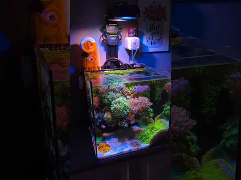 This Is The Best Nano Reef Tank In The Whole World #illumagic #pixel