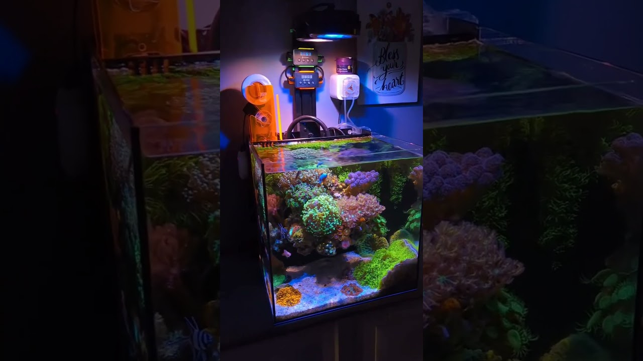 Discover the World's Best Nano Reef Tank 🌊