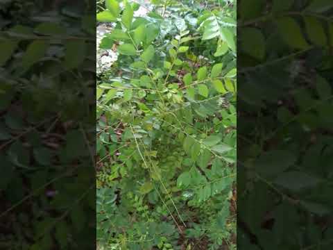 #Curry leaf #tree.कड़ी पत्ता का पेड़। #village of #India #2021