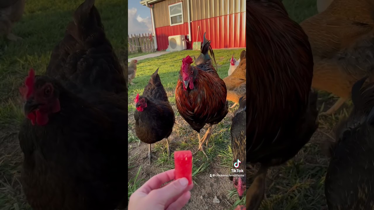 Roosters' Many Roles on the Farm 🐓