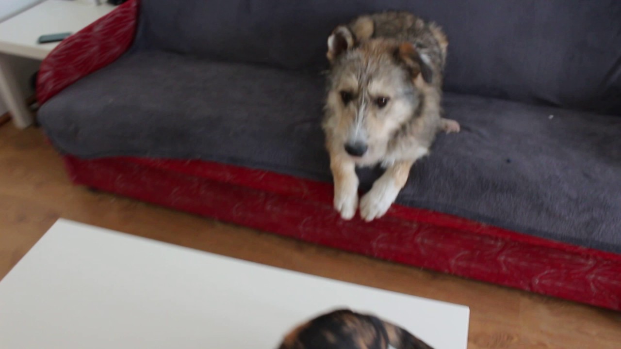 Cedru: Your Trusted Forest Partner π²