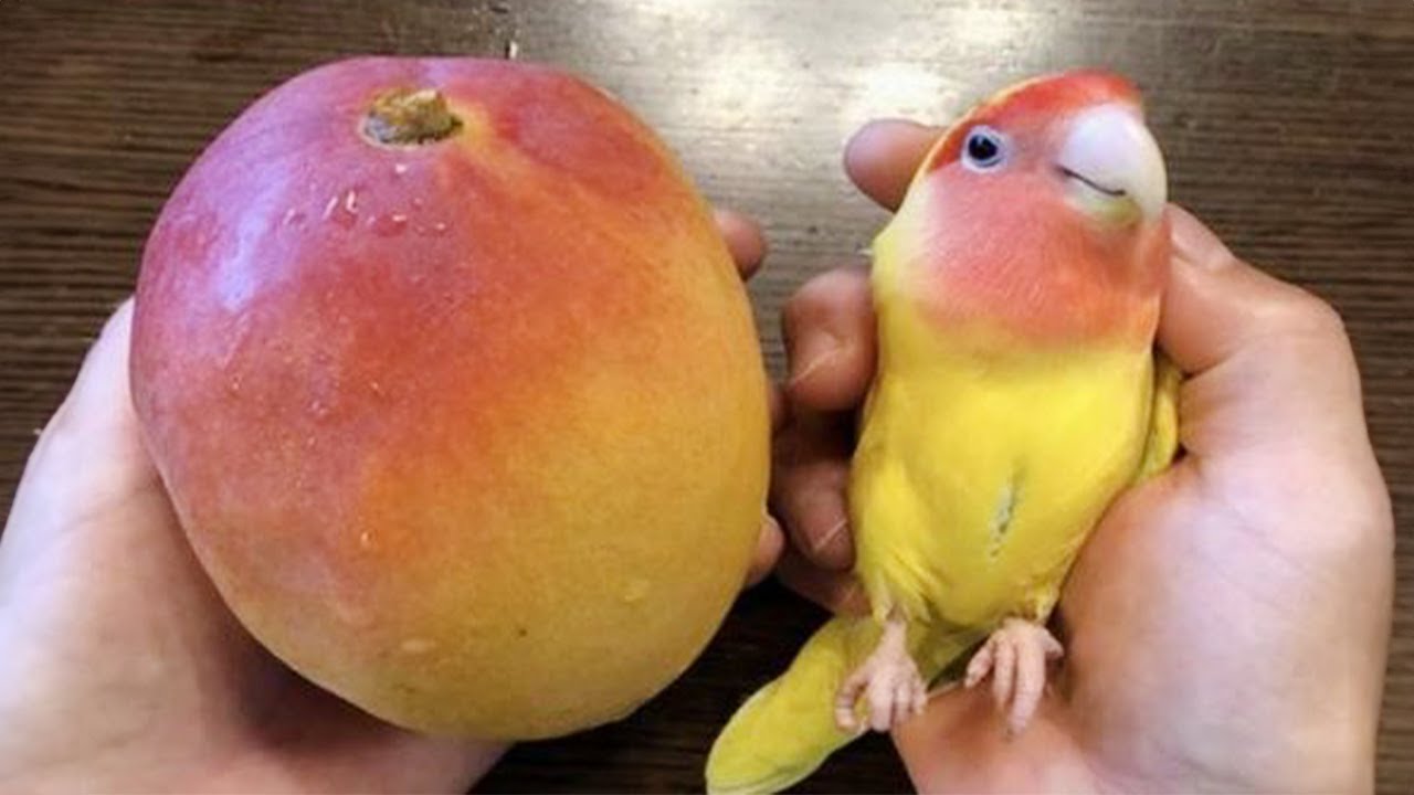 The FUNNIEST Parrots Around the World 🦜 🤣 Best Compilation