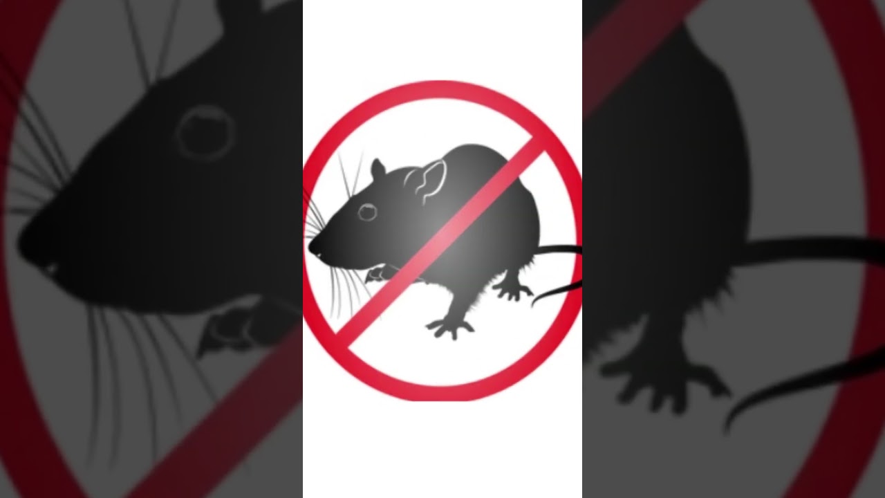 Un son de 20 000 Hz que les souris et les rats ne peuvent pas supporter.#anti#souris#rat#répulsif#