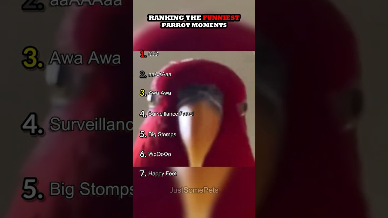 Top Hilarious Parrot Moments Part 2 🦜