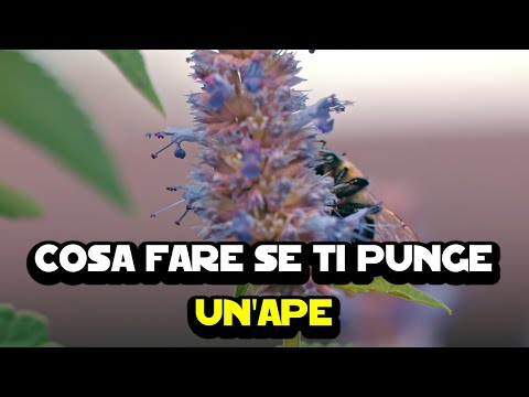Cosa fare se ti punge un'ape
