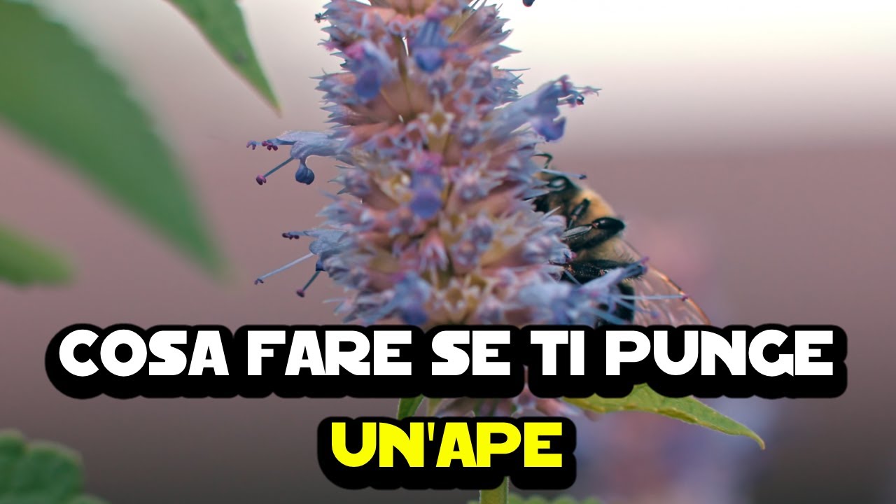 Come Gestire una Puntura di Ape: Guida Pratica e Consigli Utili 🐝