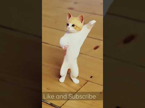 cat dance video #shortsfeed  #short  #shorts  #viralshort #catdance