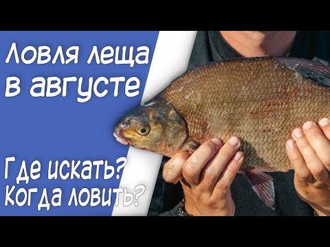 Ловля леща на фидер в августе. Где искать, на что ловить?